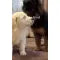 Silicone Dog Bath & Massage Gloves β Pet Grooming Brush with Shampoo Dispenser